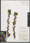 Foto von Salix phylicifolia L.